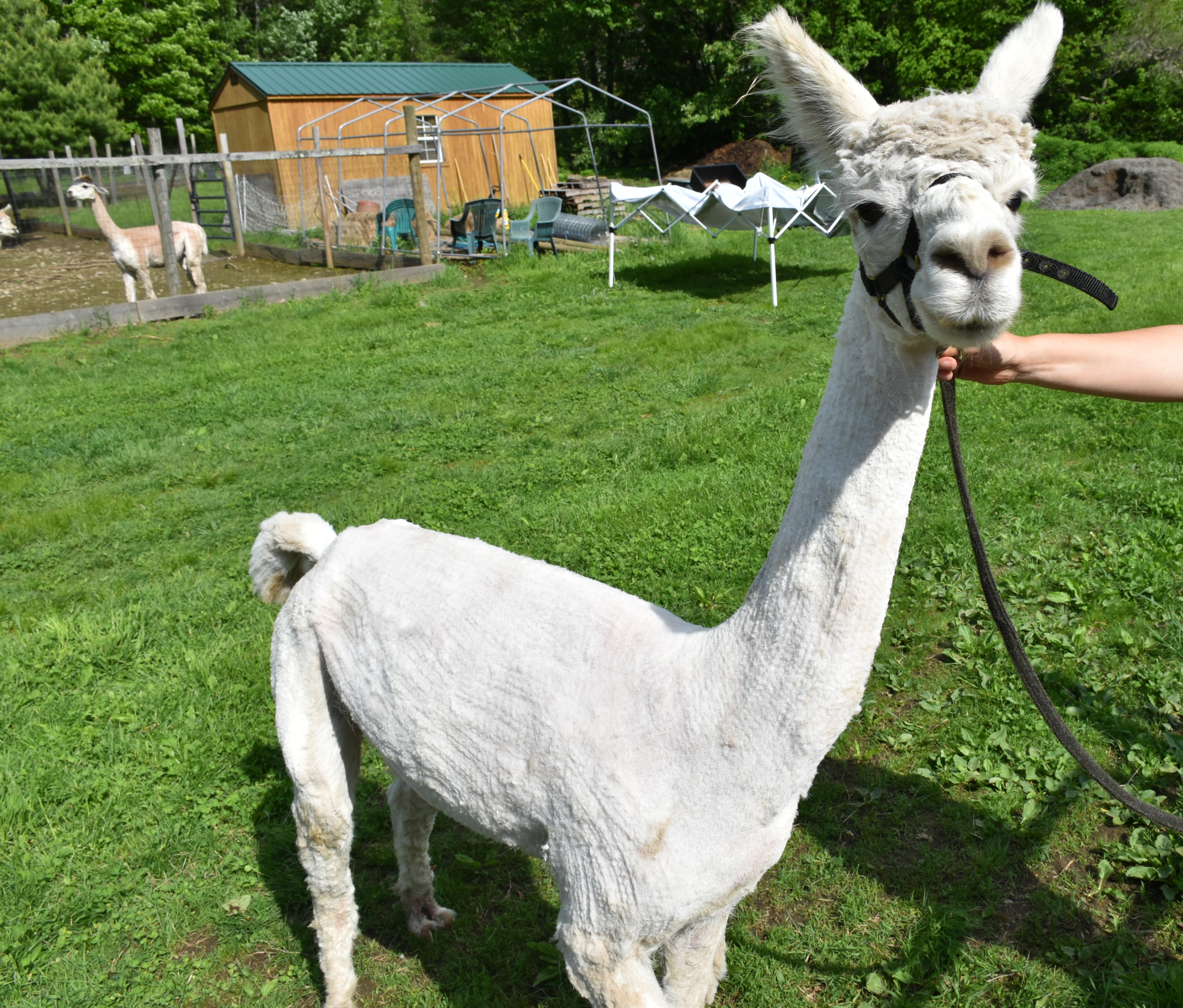 arwen post shear website Arwen