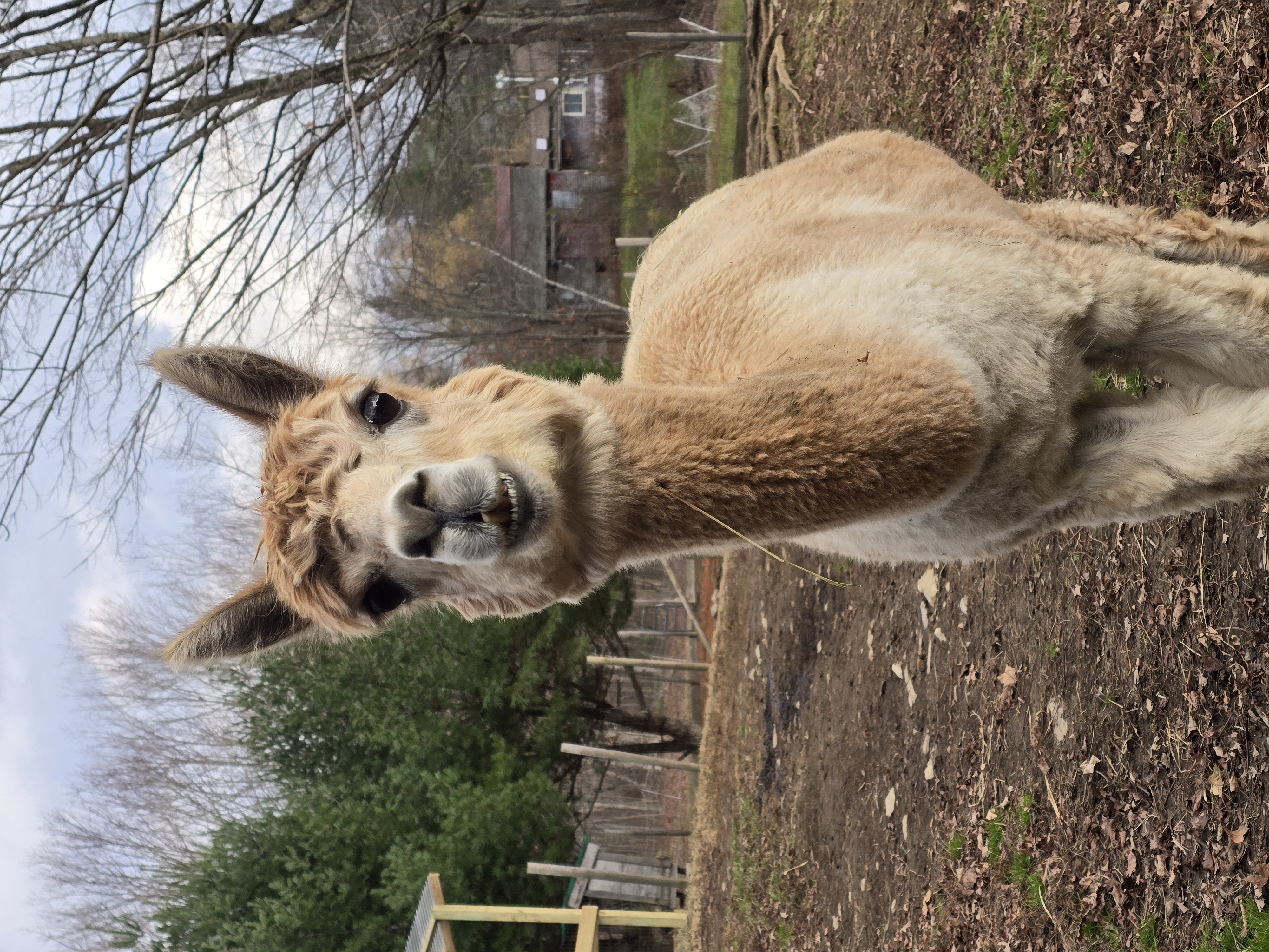 freyr looking at camera winter no snow Freyr