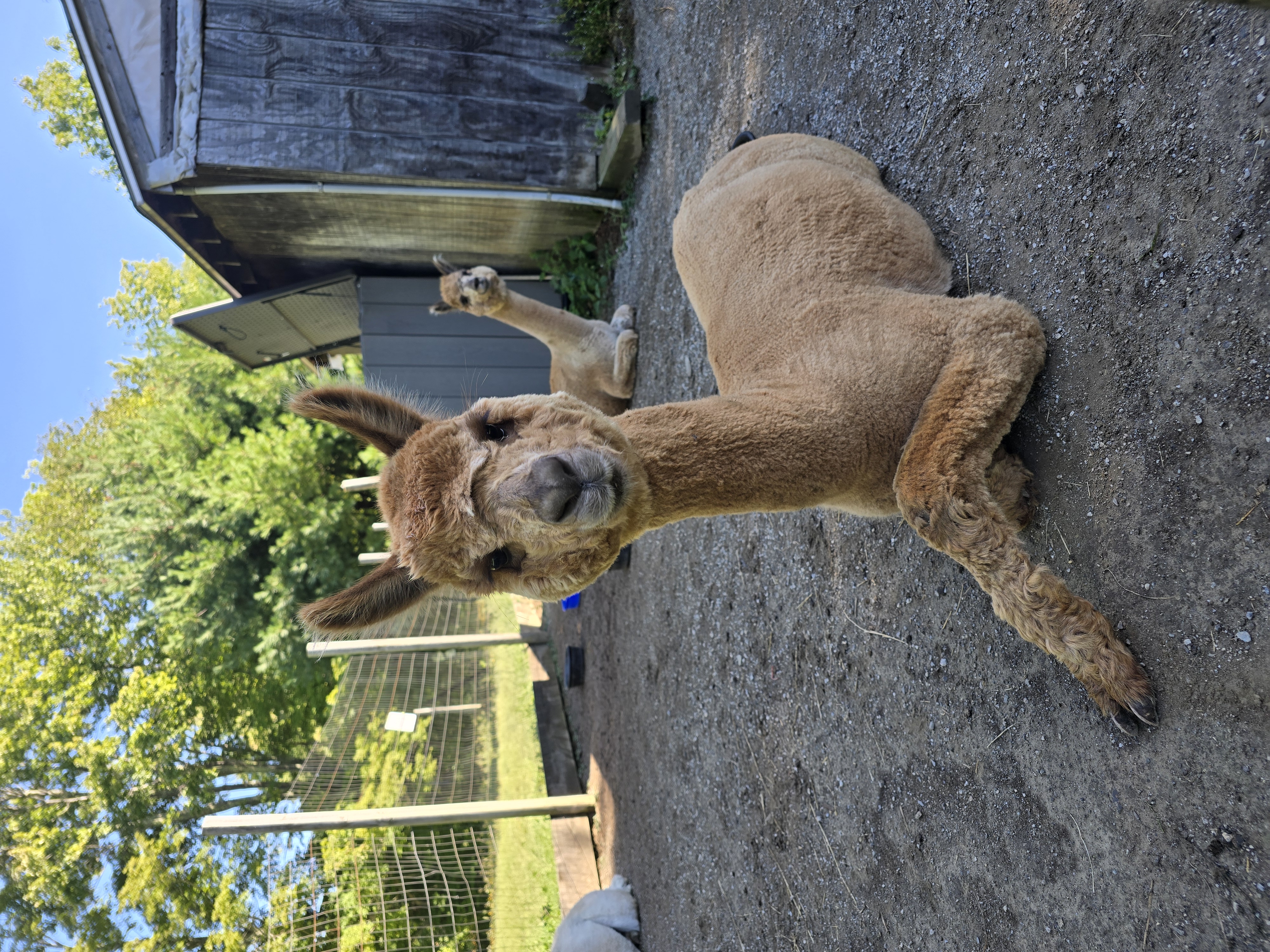 fennec leg out facing Fennec