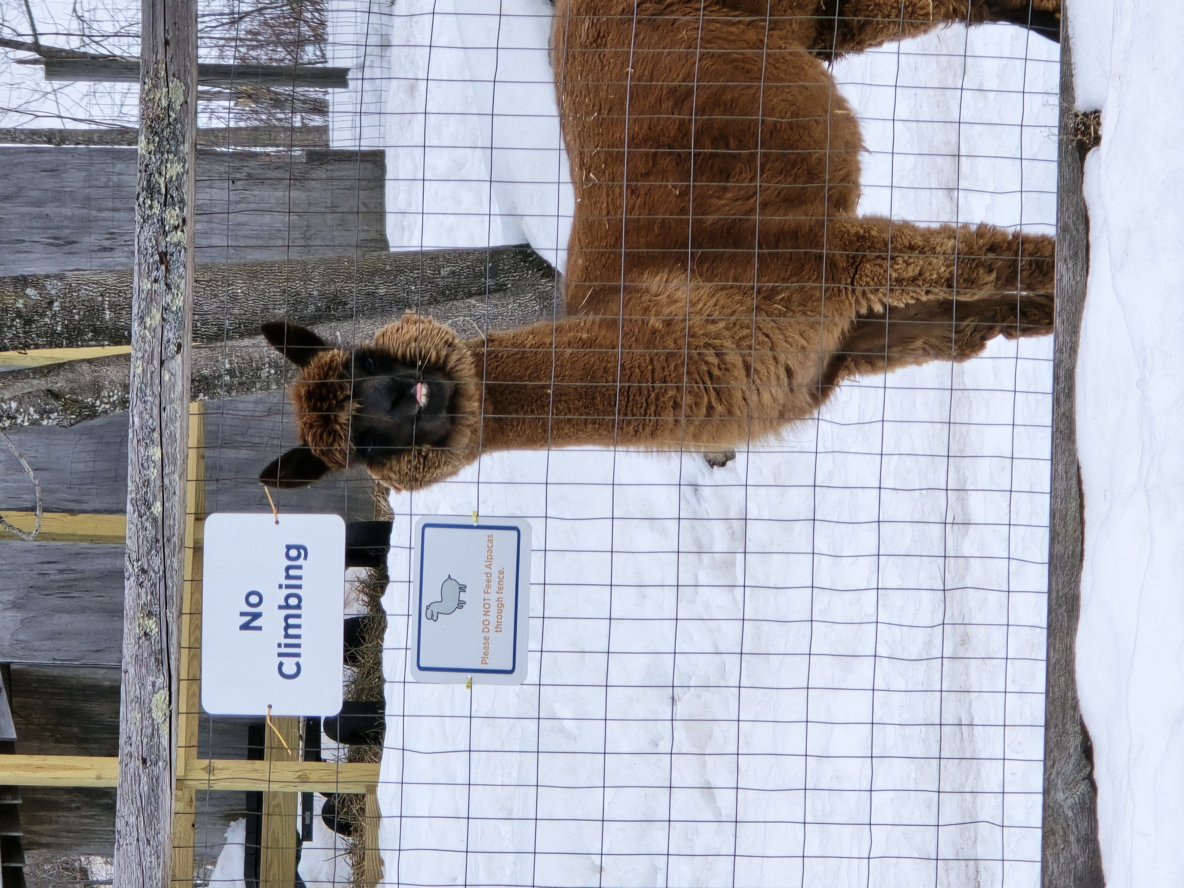 gaius fence winter Gaius